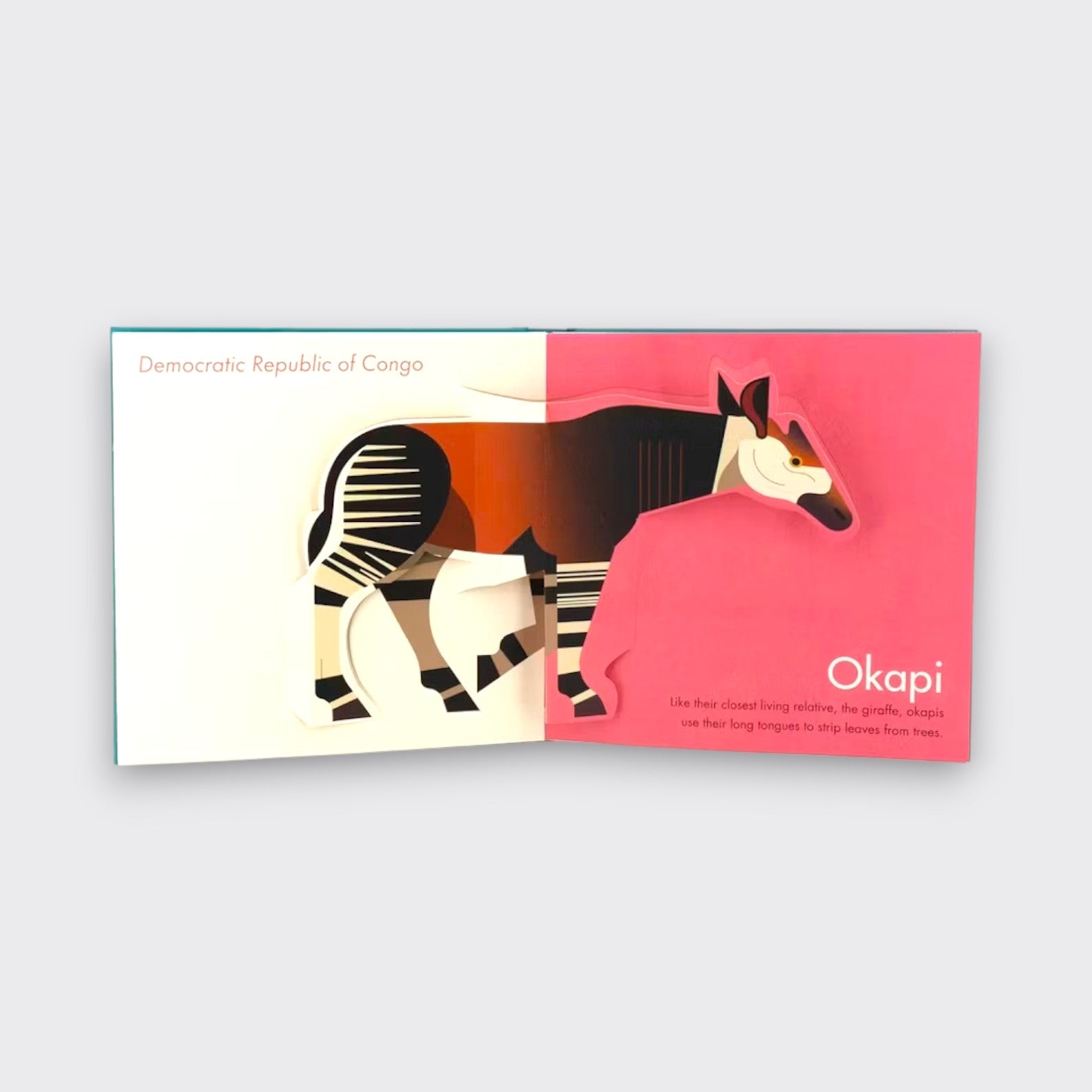 Okapi page spread from My First Pop-Up Endangered Animals children’s book, showing an illustrated okapi across cream and pink pages on a light gray background.